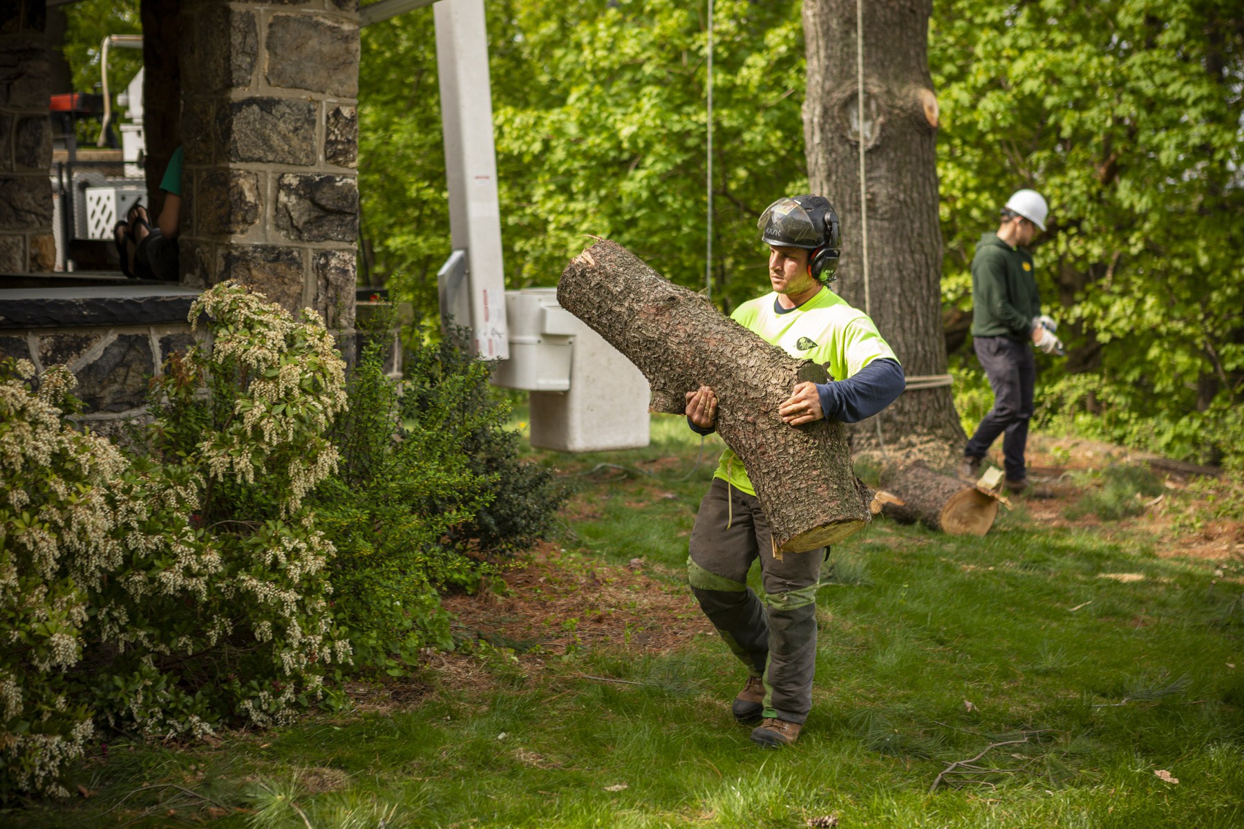 How Much Does it Cost to Remove a Fallen Tree? Understanding Prices & Options